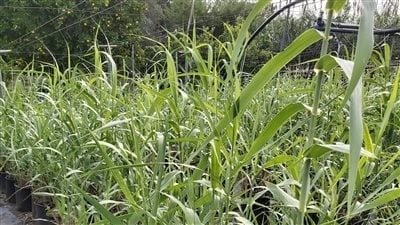 تفاصيل انطلاق مشروع استخراج الغاز الحيوي من نبات الأروندو دوناكس (فيديو)