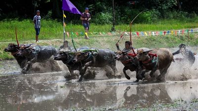 سباق جاموس الماء للإعلان عن موسم زراعة الأرز في تايلاند (فيديو)