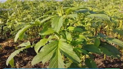 أشرف نصير: زرعنا هذا العام أكثر من 13 ألف فدان سمسم في الشرقية (فيديو)