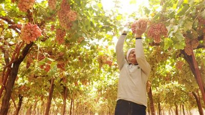 معجزة المصريين في الجنوب.. 
