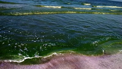 تحول للون الأخضر.. إدارة شاطئ بورسعيد تُخلي البحر حرصا على سلامة المصطافين