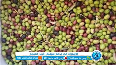 قطاع استصلاح الأراضي يكشف حصيلة حصاد الزيتون في منطقة شرق القناة 