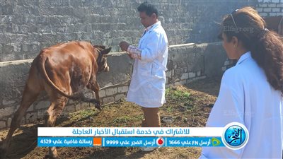 محافظة الجيزة: فحص وتحصين ٣٠٥٦ رأس ماشية ودواب ضد طاعون المجترات الصغيرة