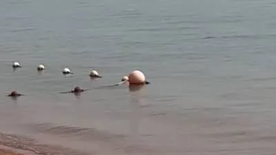 بيان عاجل من وزارة البيئة بشأن ظهور سمكة قرش في دهب