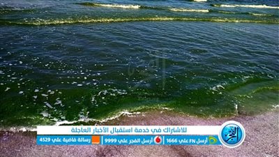 محمية أشتوم الجميل تُصدر تقريرًا عن تحول شاطئ بورسعيد للأخضر: طحالب غير سامة