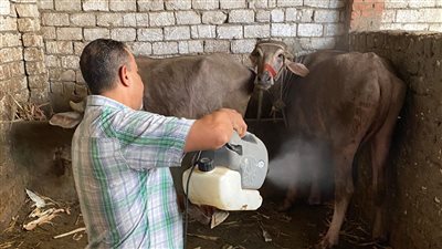 رش وتجريع 2000 رأس ماشية خلال قافلة بيطرية مجانية في الوراق