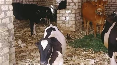 مناظرة 504 رأس ماشية في قافلة بيطرية مجانية بقرية القمانة بنجع حمادي