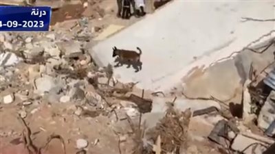 شاهد.. استخدام الكلاب للبحث عن ناجين تحت أنقاض 