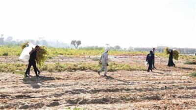 ضمن مشروع استصلاح ألف فدان.. محافظ قنا يشهد حصاد محصول فول الصويا