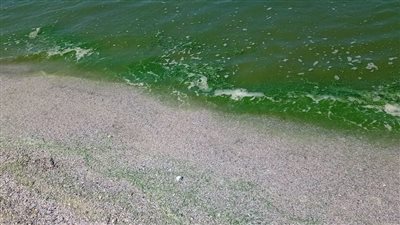 أستاذ بيولوجيا بحرية يكشف أسباب تحول الشواطئ للون الأخضر