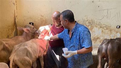 رش وتجريع 4400 رأس ماشية خلال قوافل بيطرية مجانية في الجيزة