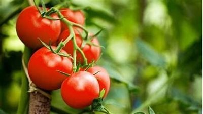 بشري سارة للمواطنين.. هبوط في أسعار الطماطم اليوم الأحد 1/10/2023