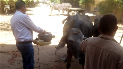 بيطري الجيزة: انطلاق الحملة القومية للتحصين ضد مرض طاعون المجترات الصغيرة
