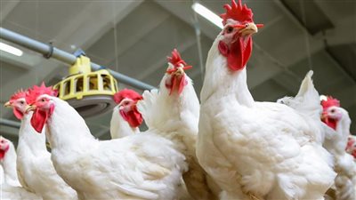 ارتفاع جديد في أسعار الدواجن.. ومبادرات حكومية للحل.. التفاصيل الكاملة