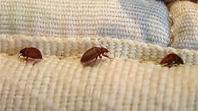 غزت المواصلات والمدارس.. بق الفراش يثير الذعر في شوارع فرنسا (فيديو)