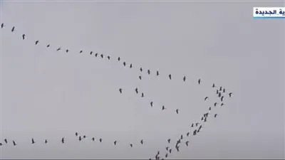 أستاذ دراسات بيئية: مصر تستفيد من رحلات الطيور المهاجرة (فيديو)