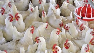 أسعار الدواجن اليوم الاربعاء 18-10-2023 في الدقهلية