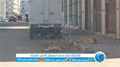 انتشار ظاهرة الكلاب الضالة في شوارع الغردقة يسبب زعر بين المواطنين (فيديو وصور)