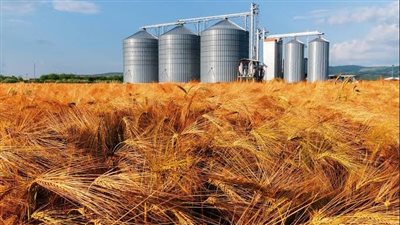 القمح يسجل 2 مليون طن.. 