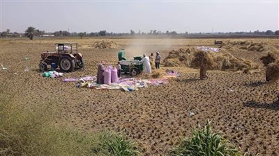 محافظ الشرقية يُتابع انتظام حصاد الأرز ويُعلن الانتهاء من 292154 فدان