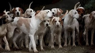 ألغاز قوية - لغز صعب للأذكياء.. هل يمكنك العثور على نمر بين مجموعة الكلاب في 9 ثوانٍ؟