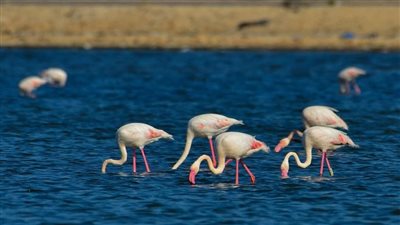 طائر الفلامنجو يصل بورسعيد لقضاء فصل الشتاء