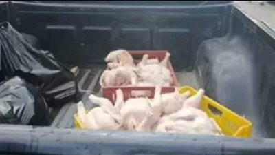 ضبط نصف طن دجاج فاسد و11 شيكارة دقيق مدعم فى الإسماعيلية