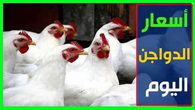 أسعار الفراخ والبيض بأسوان اليوم الجمعة 07/11/2025