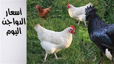 بورصة الدواجن اليوم.. أسعار الفراخ والبيض والكتاكيت 