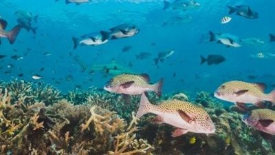 تعرف علي مخاطر تدهور التنوع البيولوجي 