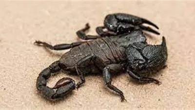 تجارة سم العقرب: مفيدة للعلم ومربحة ماديًا