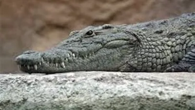 بعد تصدره التريند.. كل ما تريد معرفته عن التمساح