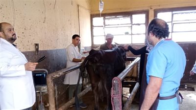 بيطري الجيزة ينظم قافلة علاجية مجانية في البدرشين (صور)