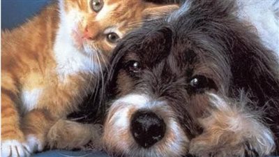 الحيوانات والطبيعة: روائع الطبيعة وقصص مثيرة عن الحيوانات