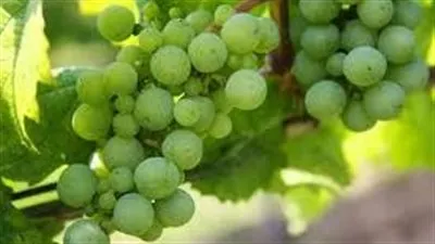 كل ما تريد معرفته عن فوائد العنب الاخضر