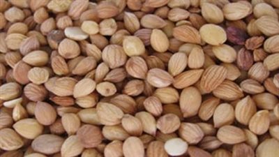 نبات المحلب وفوائده للشعر 