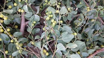 شجرة السدر.. ثراء طبيعي وتراث ثقافي يمتد عبر العصور