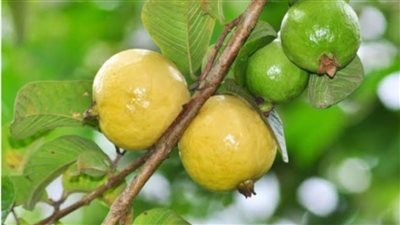 8 فوائد لتناول فاكهة الجوافة