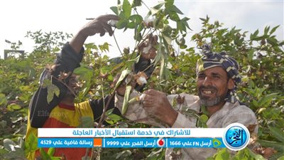 متحدث معهد القطن: زيادة المساحة المزروعة بسبب الإقبال العالمي عليه