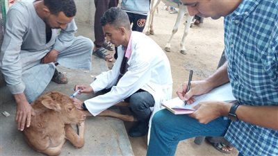 بيطري الجيزة يفحص ويرش 2081 رأس ماشية خلال قافلة مجانية بالصف (صور)