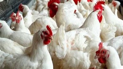 هل ستنخفض أسعار الدواجن؟.. 