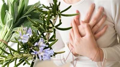 تأثير الأعشاب على عضلة القلب.. بين الفوائد المحتملة والتحذيرات الصحية