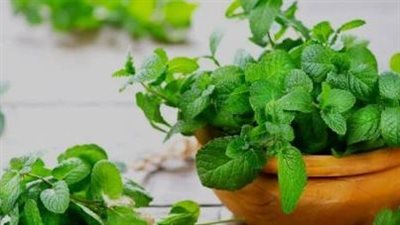 الزراعة المنزلية للنعناع والريحان: تجربة سيليمة ومفيدة