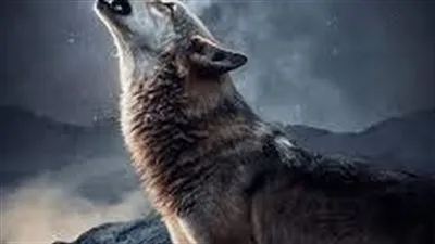 الذئب: بين الحقيقة البيولوجية وأساطير الجن