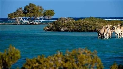 محمية حماطة.. جنة الله على الأرض في جنوب البحر الأحمر 