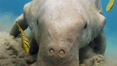 Fun to watch marine and land life.. Hamata Reserve، south of the Red Sea