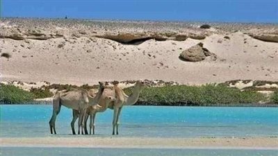 حيوانات وطيور نادرة.. محمية وادي الجمال بمرسى علم واحة من الجمال بشواطئ البحر الأحمر 