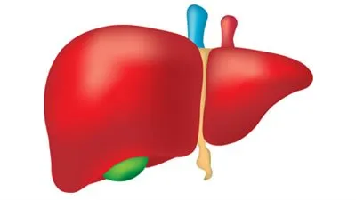 ارتفاع إنزيمات الكبد.. الأسباب والتحليل