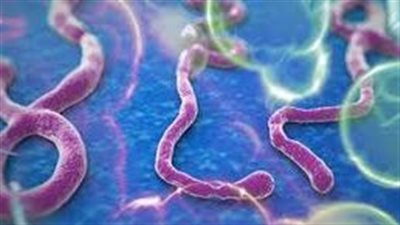 كل ما تريد معرفته عن مرض الايبولا