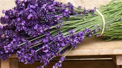 ما هي عشبة اللافندر وما فوائدها واستخداماتها